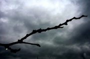 28th Mar 2014 - Out on a Limb