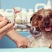 Doggy Day Spa by nicolecampbell