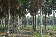 23rd Mar 2014 - palm oil planting