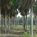 palm oil planting by ianjb21