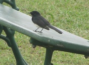 29th Mar 2014 - Willie Wagtail Visitor.