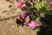 29th Mar 2014 - Buzzing bee