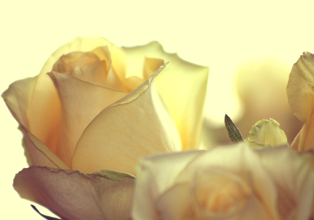 Yellow Roses by cindymc