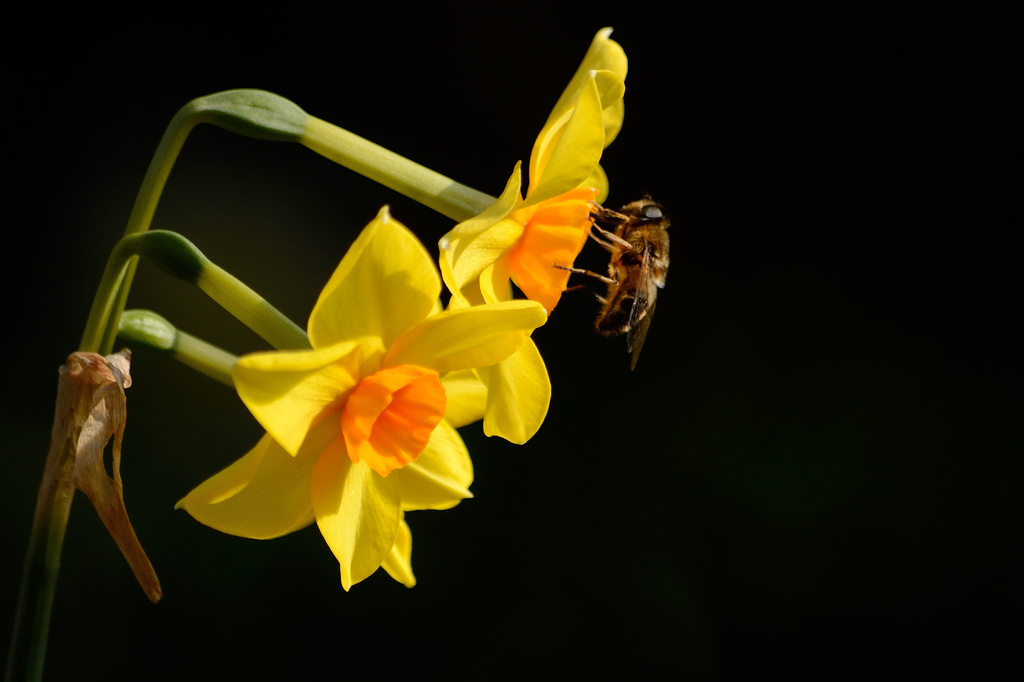 Daffodil and bee by richardcreese