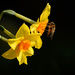 Daffodil and bee by richardcreese