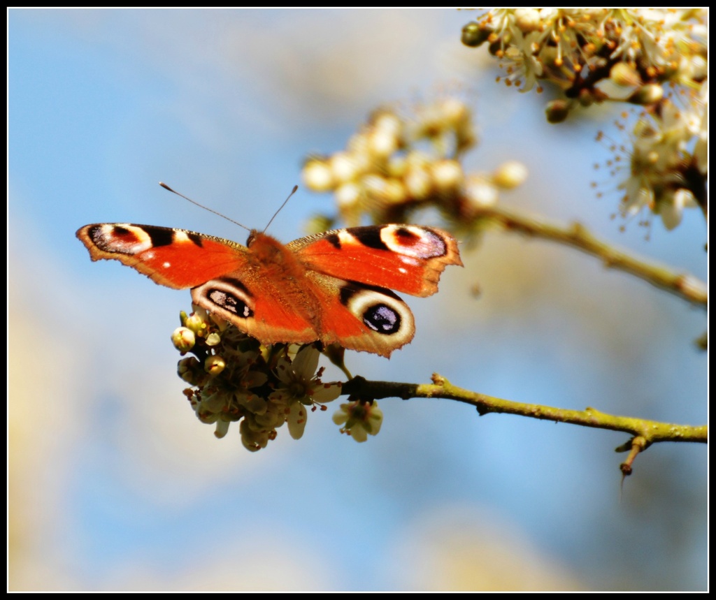 Peacock butterfly by rosiekind