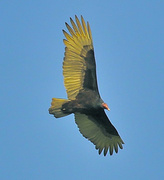 22nd Mar 2014 - Turkey Vulture
