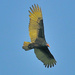 Turkey Vulture by joysfocus