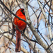 Cardinal Peeking by tosee