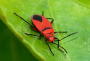 28th Mar 2014 - Red Bug
