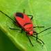 Red Bug by salza