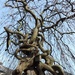 Twisty tree by roachling