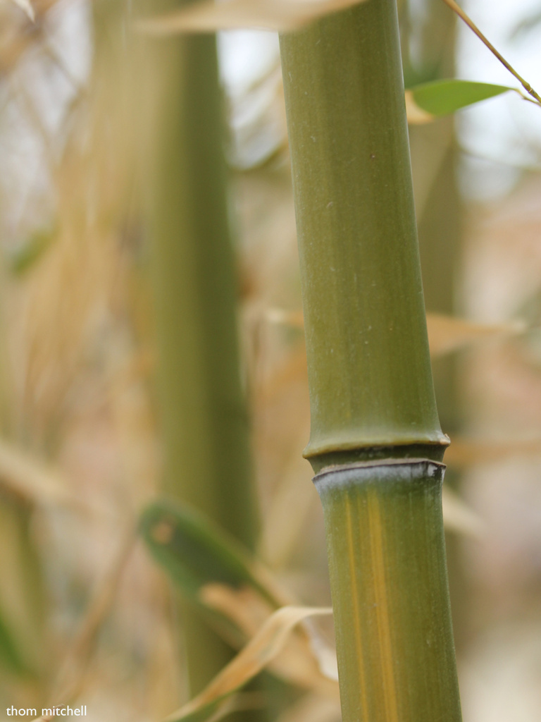Bamboo (at a ‘node’) by rhoing