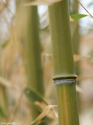 27th Mar 2014 - Bamboo (at a ‘node’)