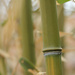 Bamboo (at a ‘node’) by rhoing