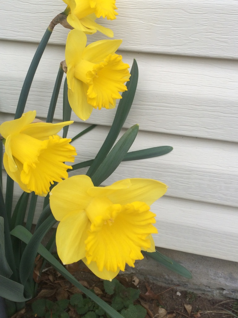 Early daffodils by pfaith7