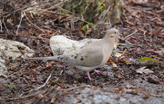 29th Mar 2014 - Mourning Dove
