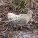 Mourning Dove by selkie