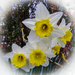 Daffodils - 29-03 by barrowlane