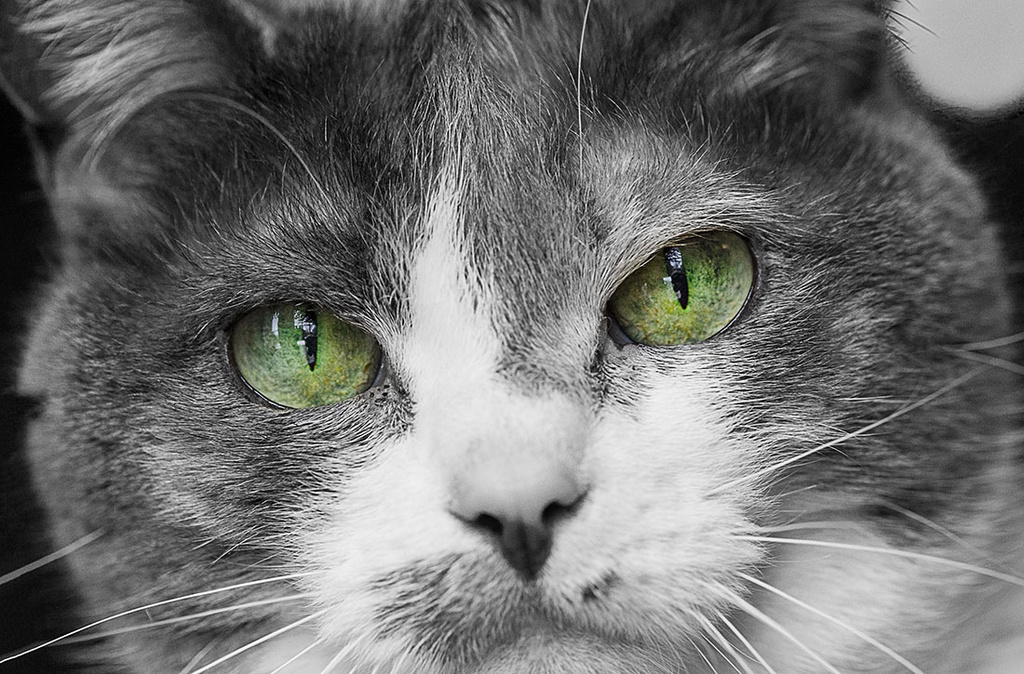 Green Eyed Kitty by gardencat