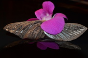 30th Mar 2014 - Orchid mothwing floral arrangement