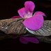 Orchid mothwing floral arrangement by dianeburns