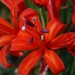 Nerine by wenbow
