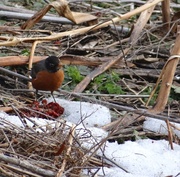 28th Mar 2014 - Robin in the brush
