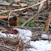 Robin in the brush by annepann