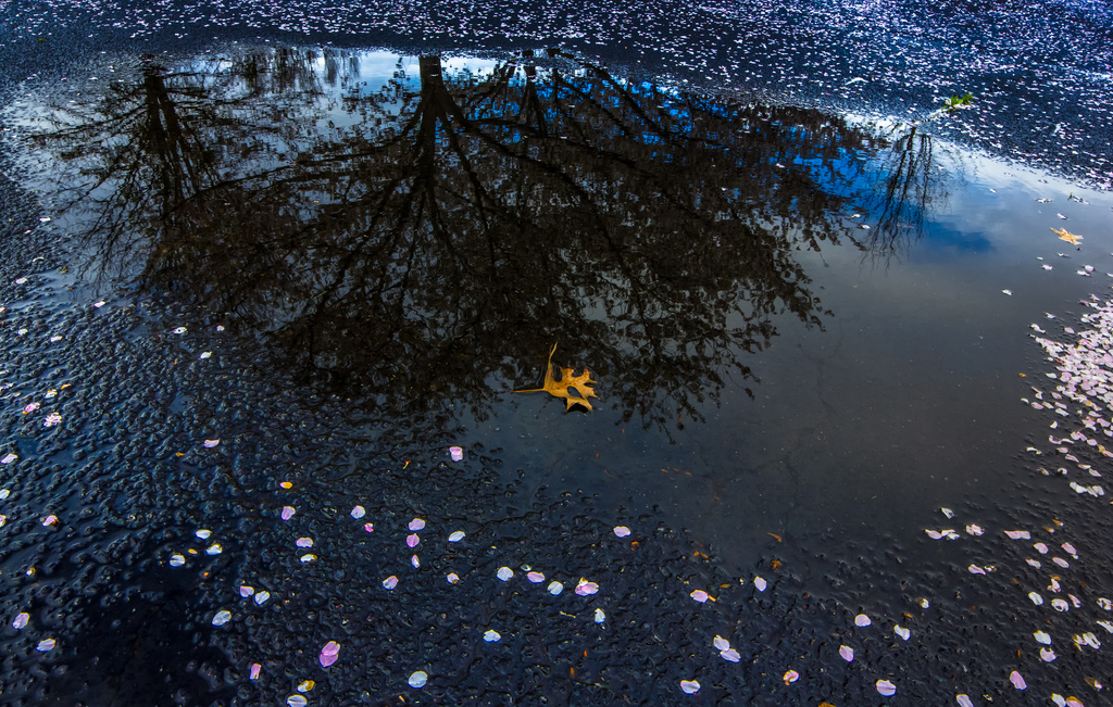 Puddle, Petals, and Leaf by darylo