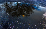 29th Mar 2014 - Puddle, Petals, and Leaf