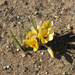 Another sign that spring is on the way. by april16