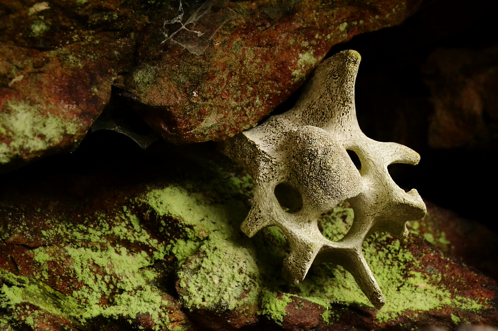 bone under rock by francoise