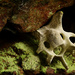 bone under rock by francoise