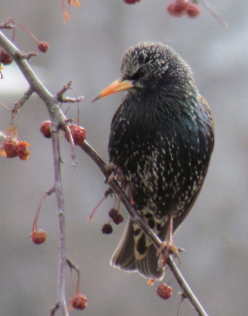 Starling  by juletee