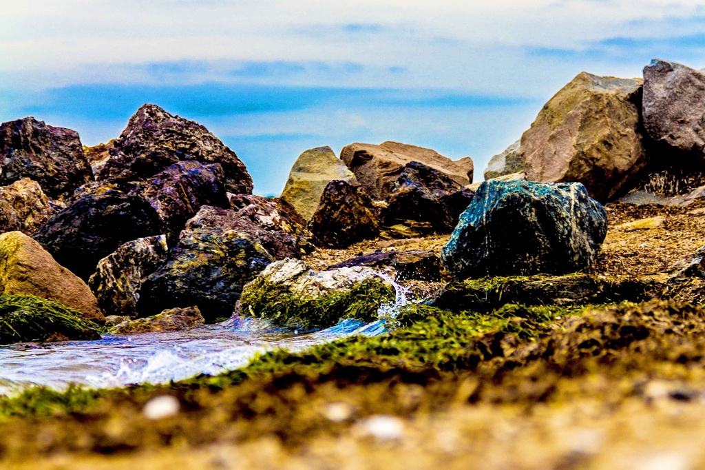 On the rocks by corymbia