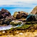 On the rocks by corymbia