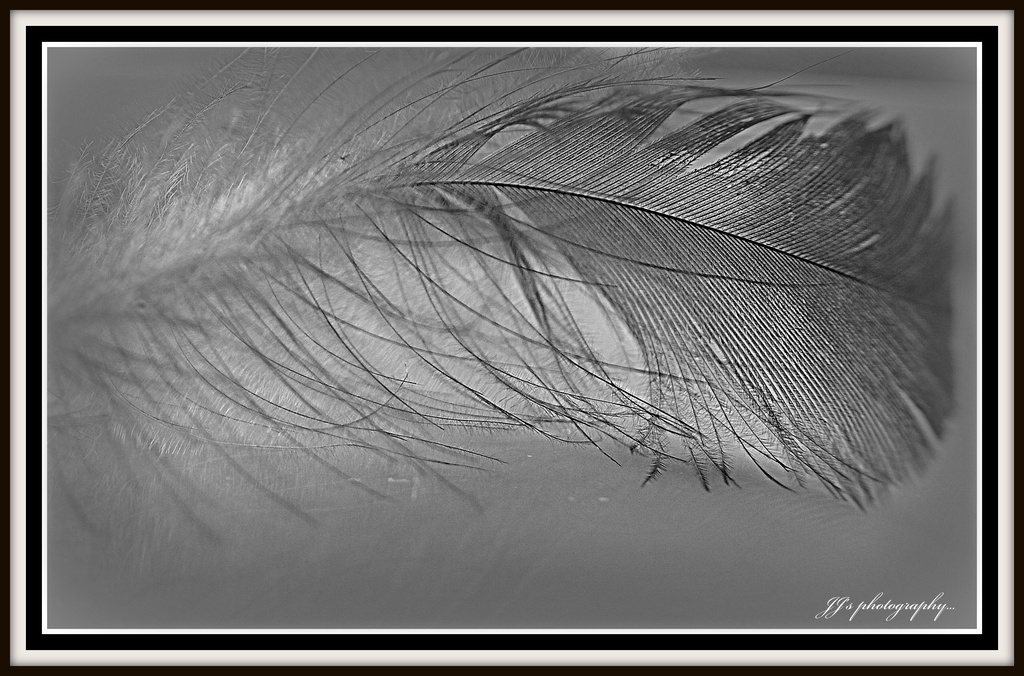 Feather by julzmaioro