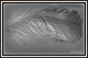 30th Mar 2014 - Feather