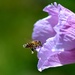 And they say that honey is sticky.........!! by gigiflower