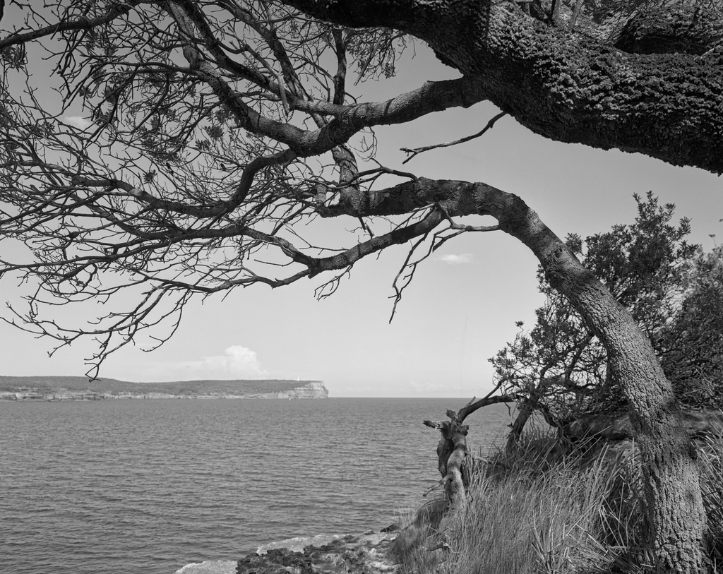 Point Perpendicular framed by banksias by peterdegraaff