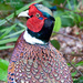 25.3.14 Pleasant Pheasant by stoat
