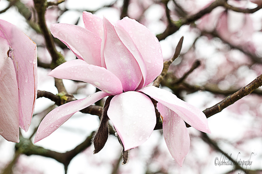 28.3.14 Magnolia by stoat