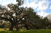 29th Mar 2014 - Live oaks, Magnolia Gardens, Charleston, SC