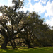 Live oaks, Magnolia Gardens, Charleston, SC by congaree