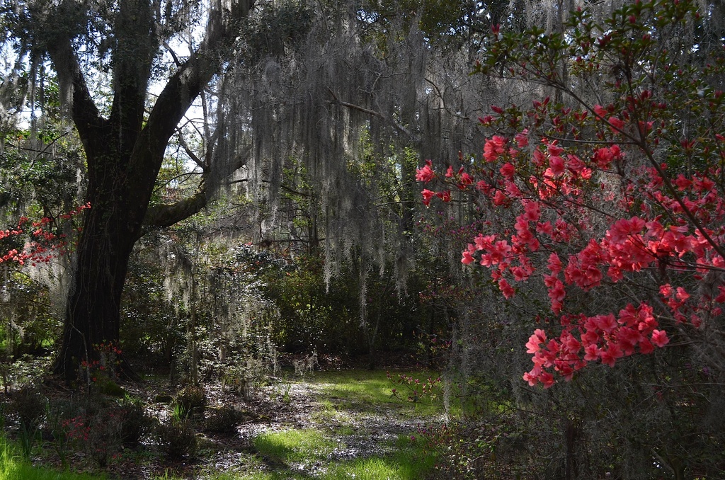 Magnolia Gardens, Charleston, SC by congaree