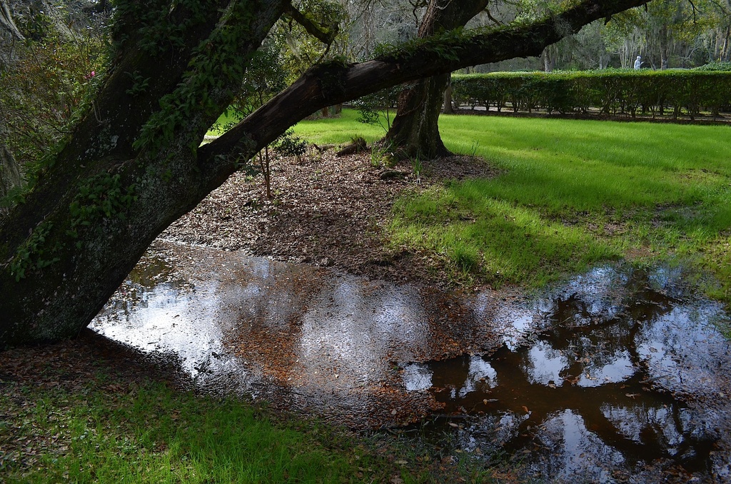 Magnolia Gardens, Charleston, SC by congaree