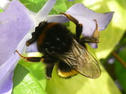 29th Mar 2014 - Busy bee