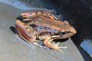 30th Mar 2014 - Froggy