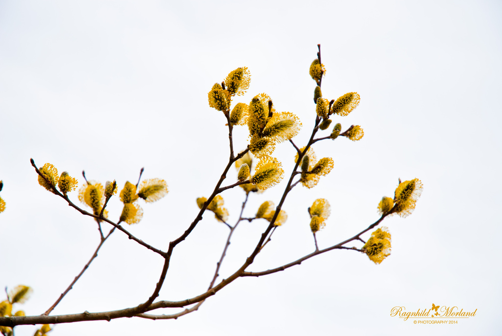 Pollen by ragnhildmorland